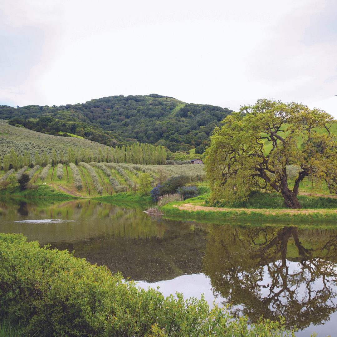 3-Piece Olive Oil Gift Pack