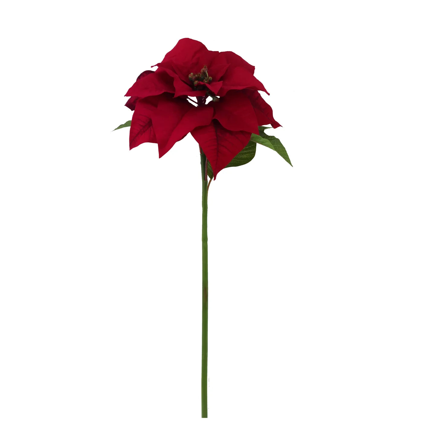 Poinsettia