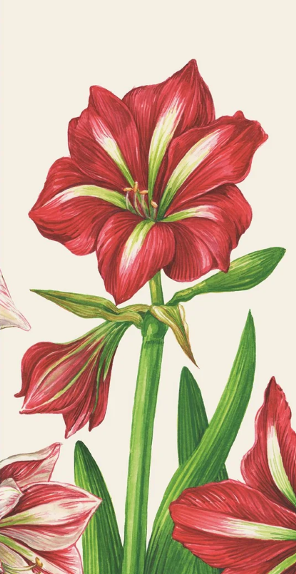 Hester & Cook - Amaryllis Blooms Napkins