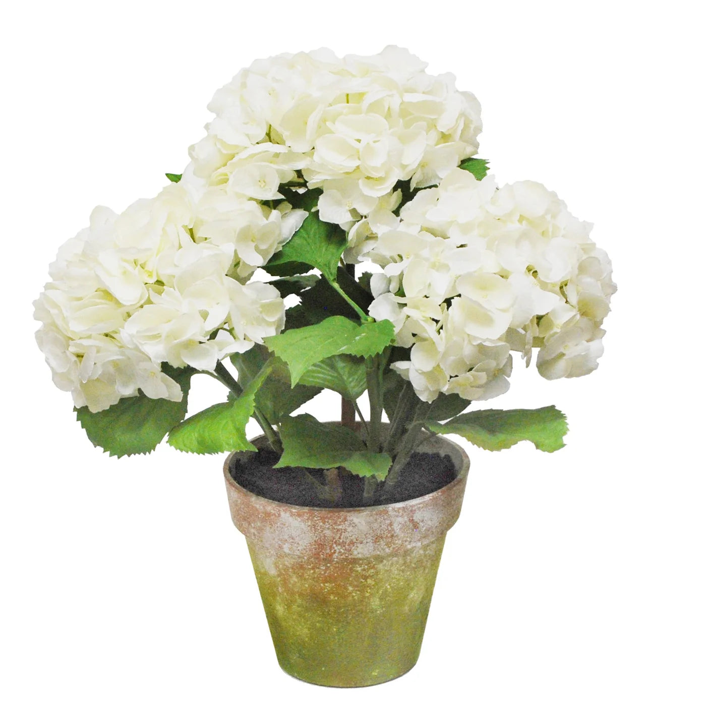 Hydrangea