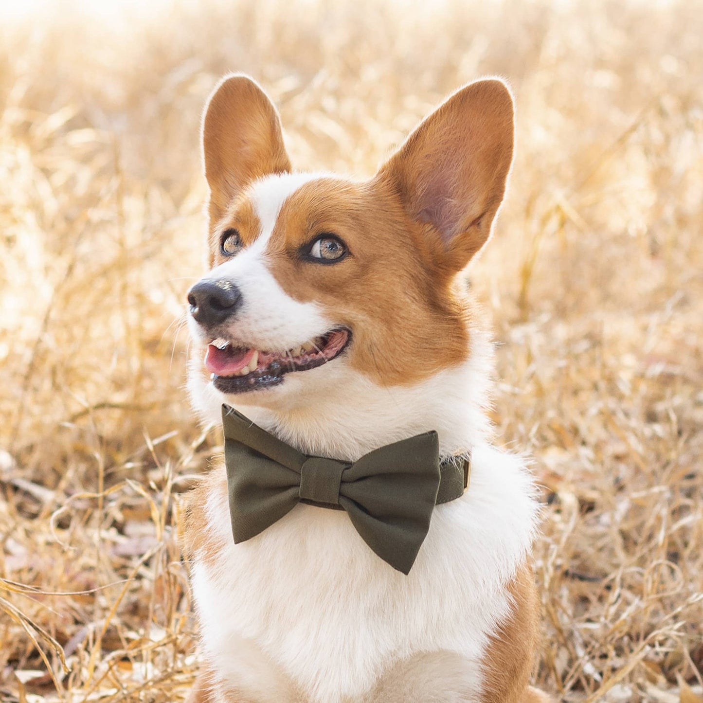Foggy Dog Olive Dog Bow Tie