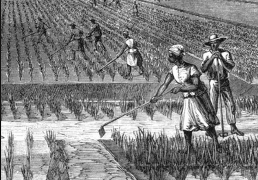 Black History Month:  African History and the Grain that Built the South