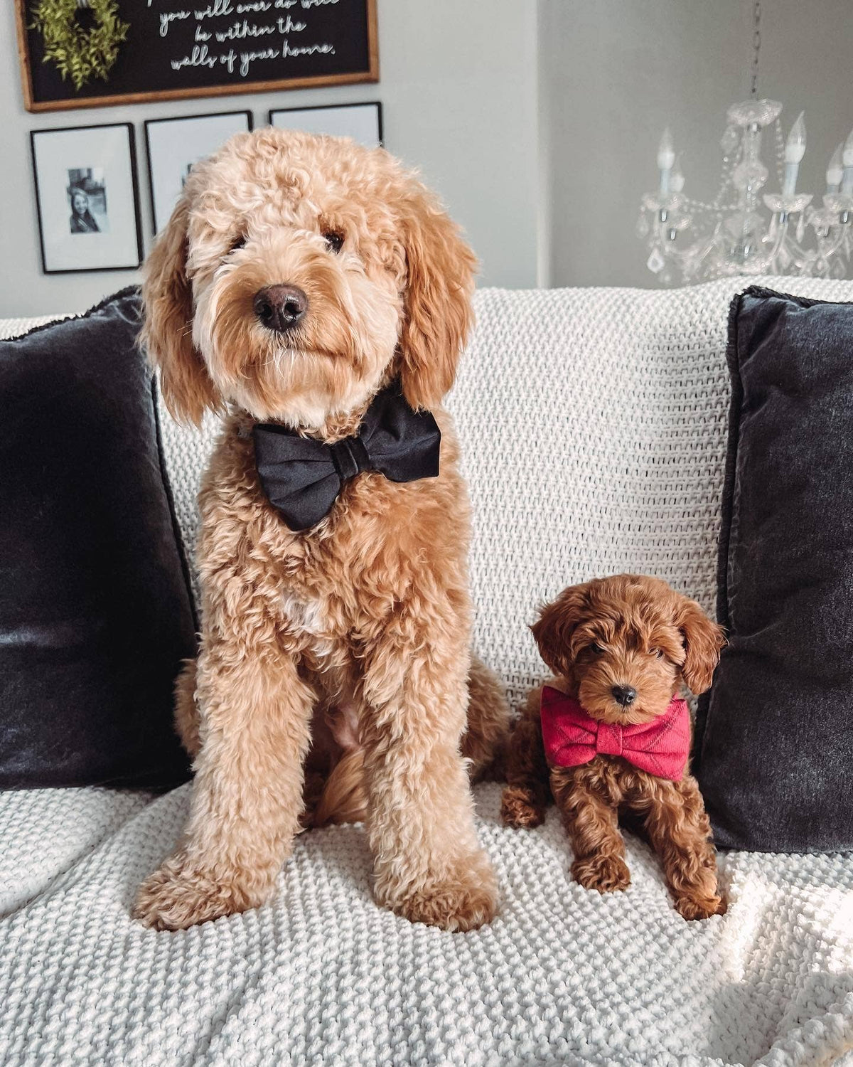 Foggy Dog Black Velvet Dog Bow Tie