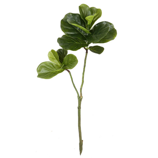 Fiddle Leaf Branch