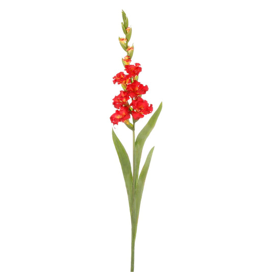 Gladiolus