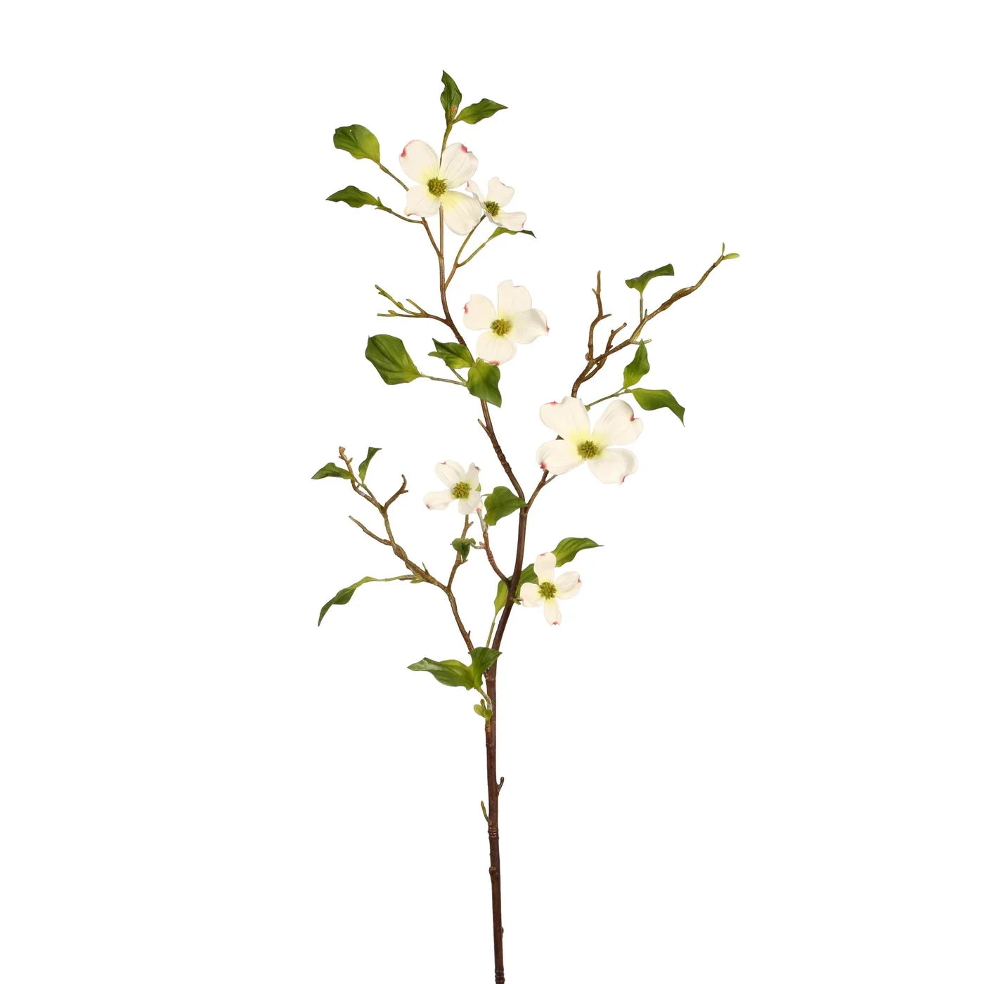 Dogwood