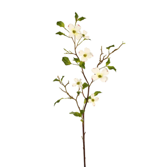 Dogwood
