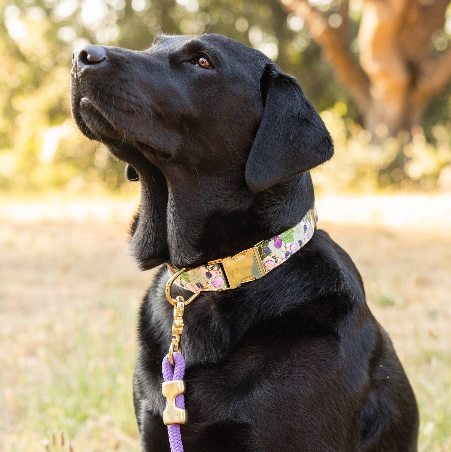The Foggy Dog Figs and Berries Fall Dog Collar
