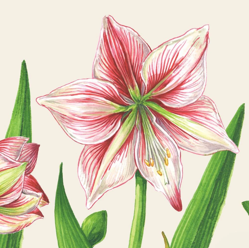 Hester & Cook - Amaryllis Blooms Napkins