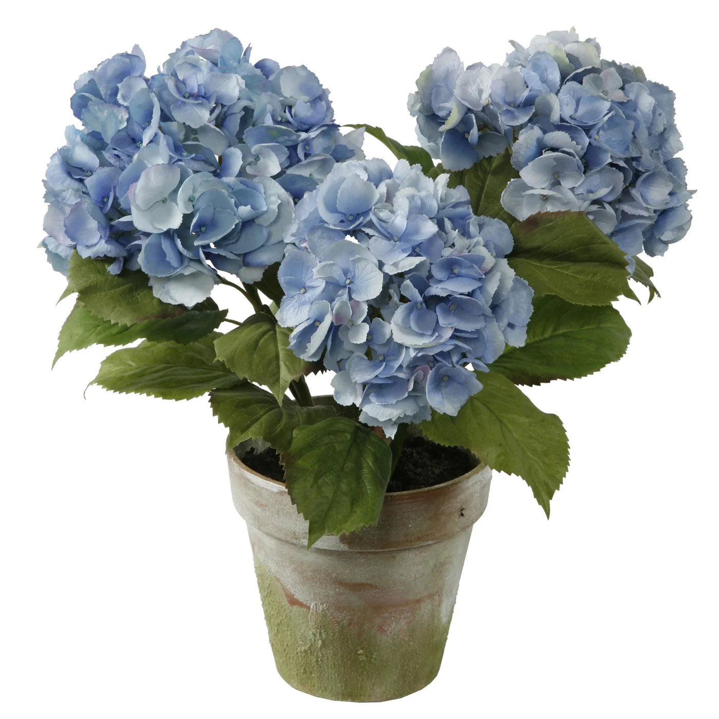 绣球花