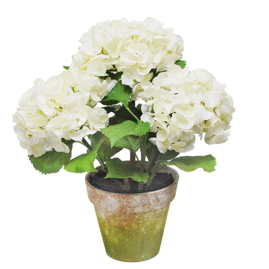 Hydrangea