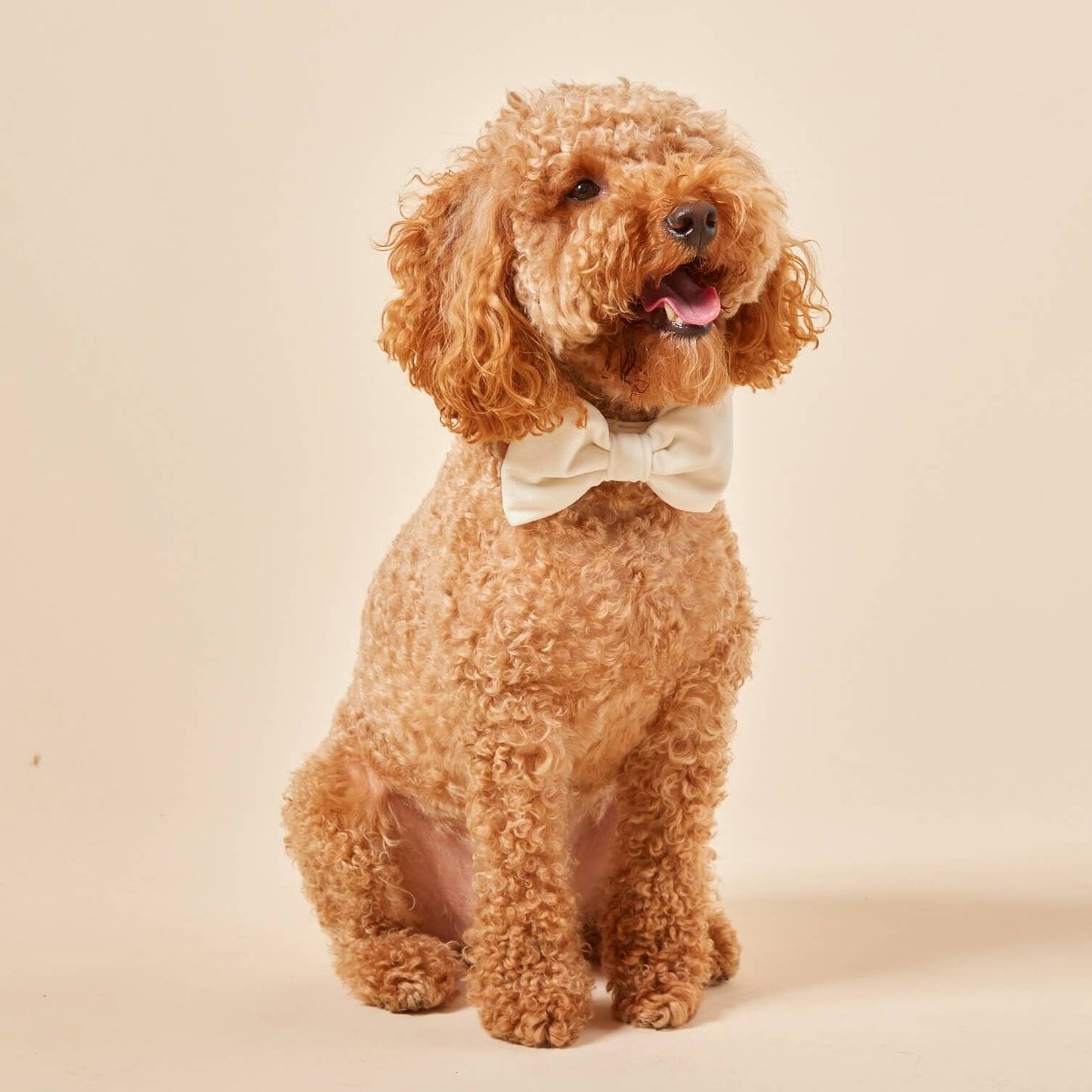 Foggy Dog - Ivory Velvet Dog Bow Tie