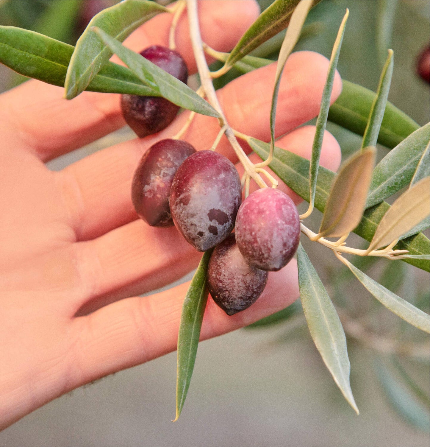 Graza Extra Virgin Olive Oil "Sizzle"