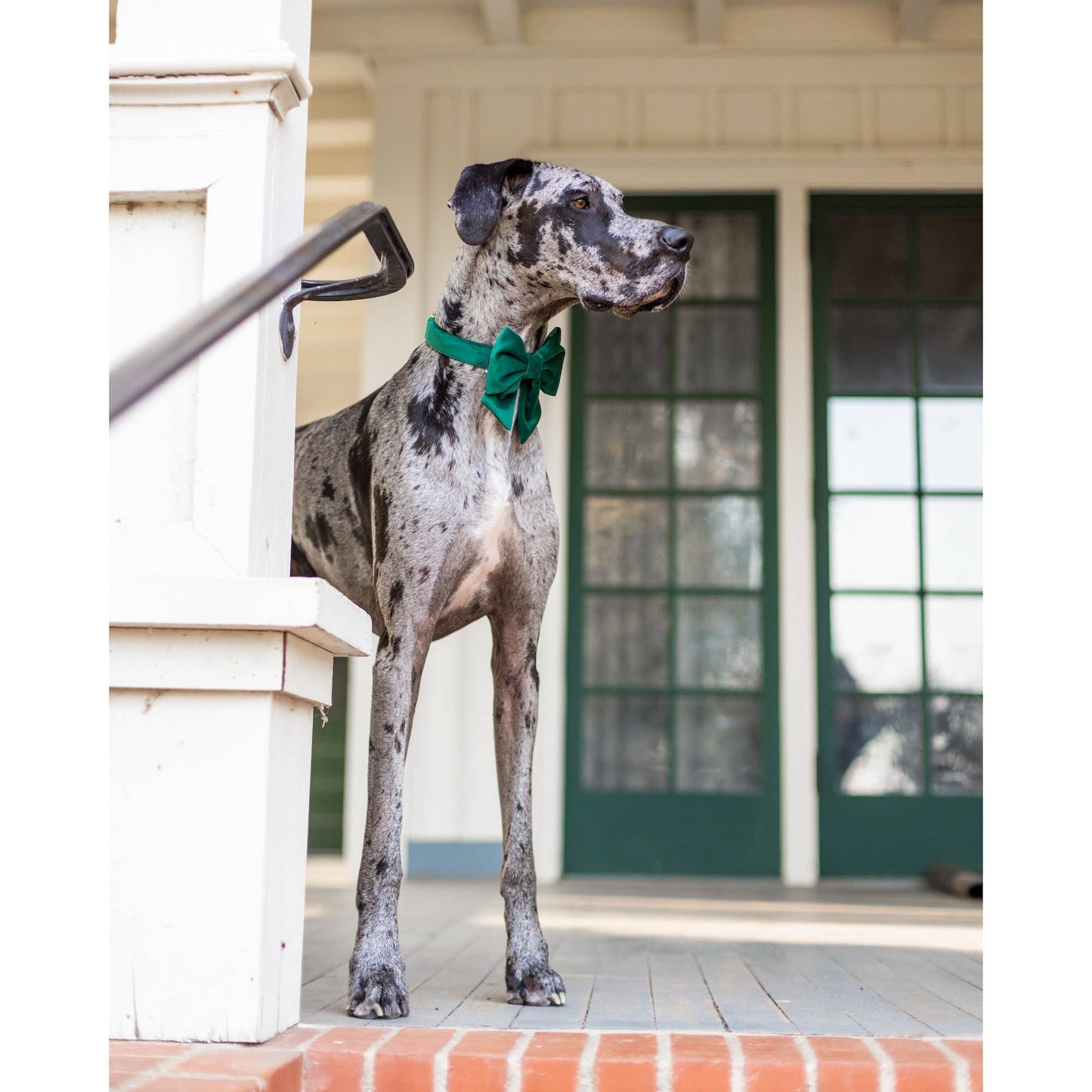 Forest Green Velvet Holiday Lady Dog Bow